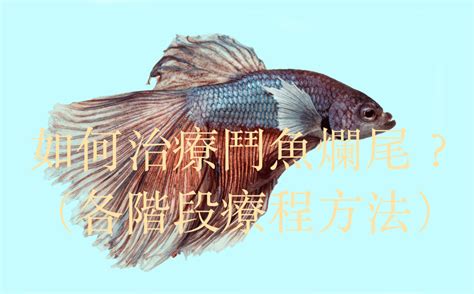 鬥魚破尾長回來